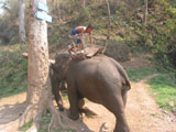 Klaarmaken olifanten 1