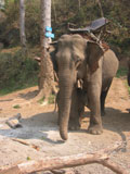 Klaarmaken olifanten 2