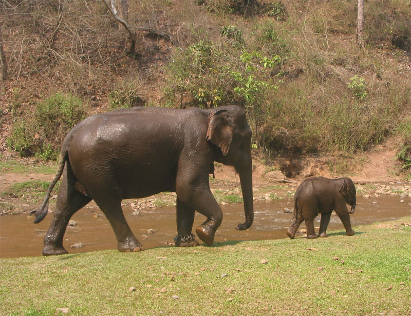 Twee olifanten